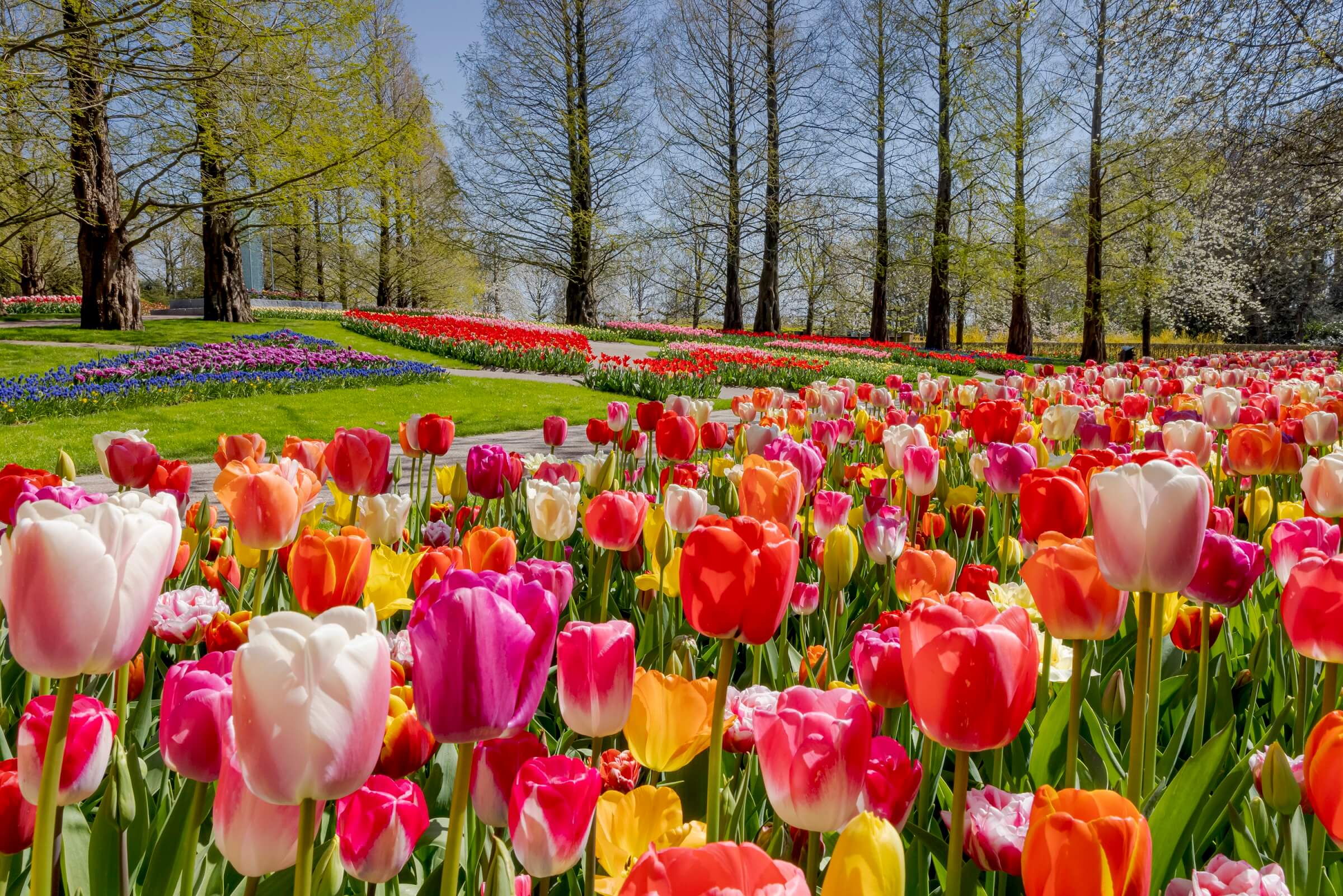 Kashmir Paradise — Tulips, Dal Lake & Snow Escape - Gallery Image